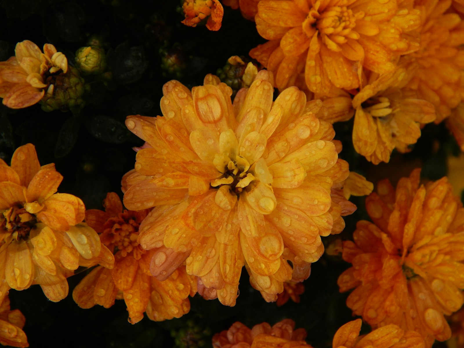 TCM Autumn Wellness: How to Beat Autumn Dryness with Lung-Nourishing Foods and Daily Habits