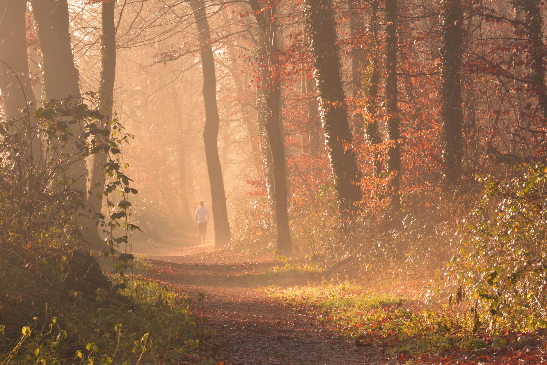 TCM for Autumn Immunity: Traditional Ways to Support Wei Qi