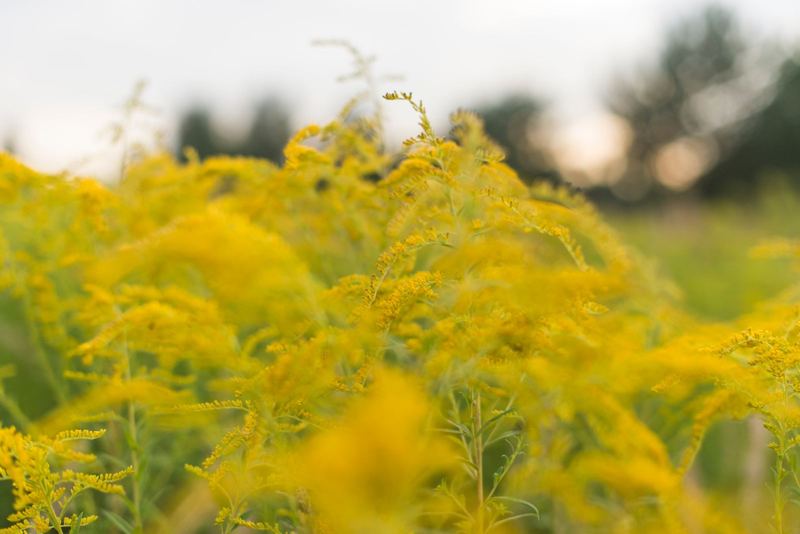 Fall Allergies, TCM-Style: 7 Lung-Supporting Practices for Ragweed Season